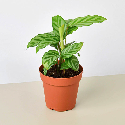 Calathea Concinna 'Freddie' by House Plant Shop