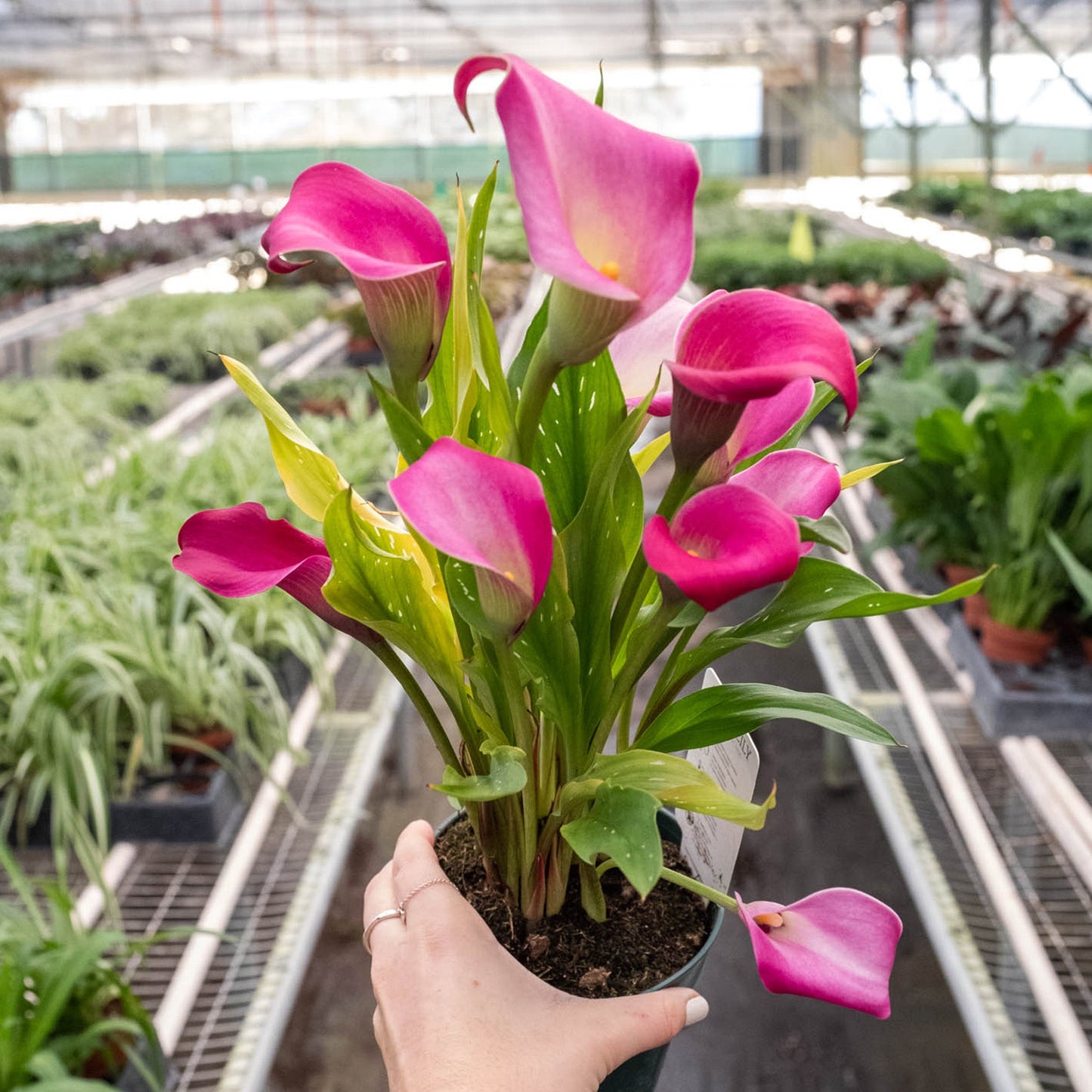 Calla Lily by House Plant Shop