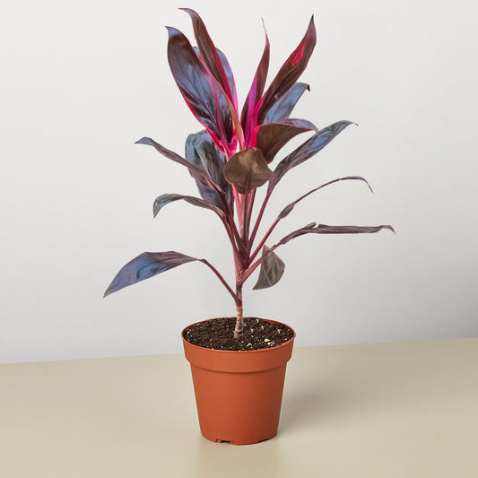 Cordyline 'Calypso Queen' by House Plant Shop