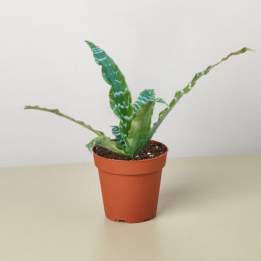 Cryptanthus 'Betty' by House Plant Shop