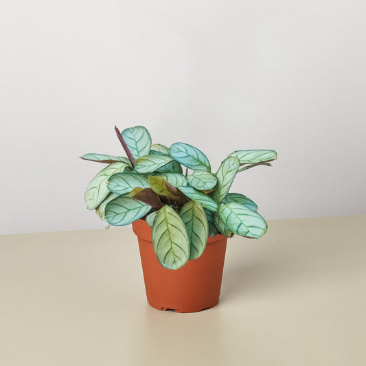 Ctenanthe burle-marxii 'Amagris' by House Plant Shop