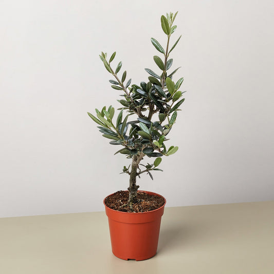 Common Olive Tree (Olea europaea) by House Plant Shop