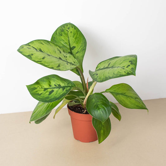 Homalomena 'Selby' by House Plant Shop