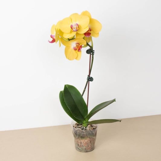 Orchid 'Yellow Phalaenopsis' by House Plant Shop
