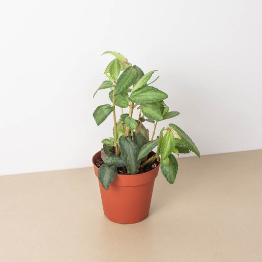 Pellionia Daveanna - 4" Pot by House Plant Shop