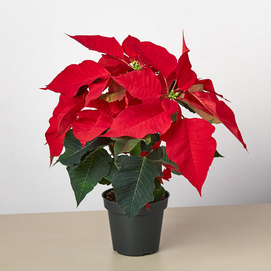 Poinsettia 'Red' by House Plant Shop