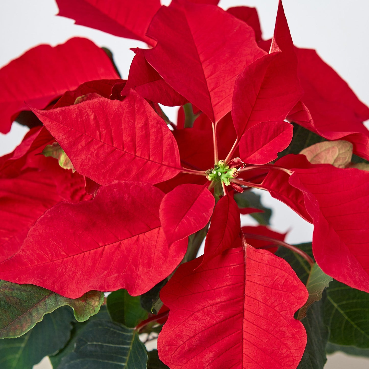 Poinsettia 'Red' by House Plant Shop