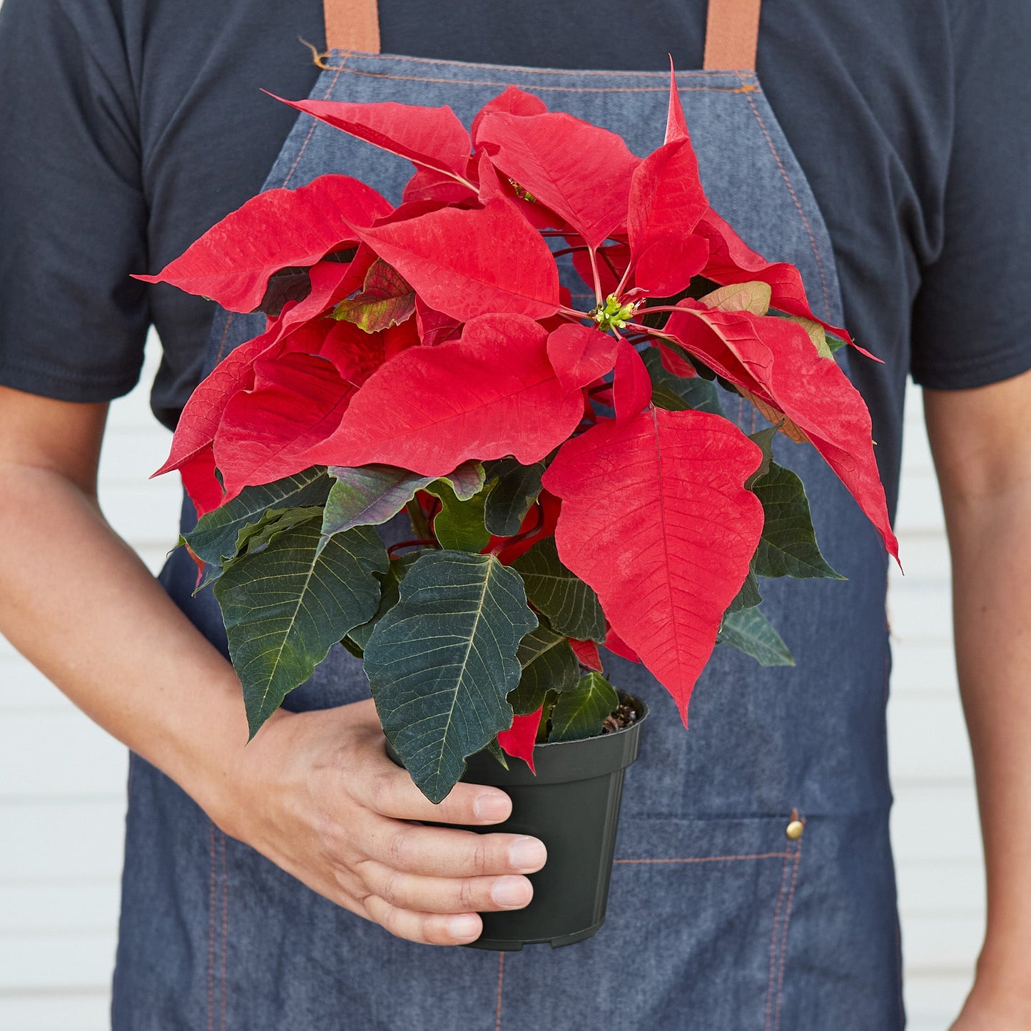 Poinsettia 'Red' by House Plant Shop