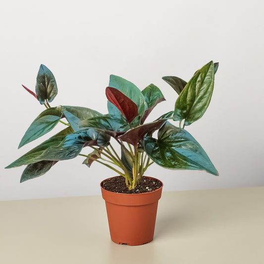 Syngonium 'Red Arrow' by House Plant Shop