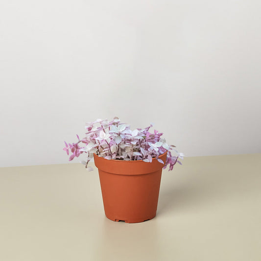 Tradescantia Callisia 'Pink Panther' by House Plant Shop