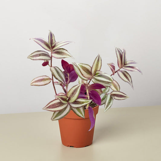 Tradescantia Zebrina 'Wandering Dude' by House Plant Shop