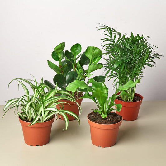 Pet Friendly Variety Bundle - House Plant Shop