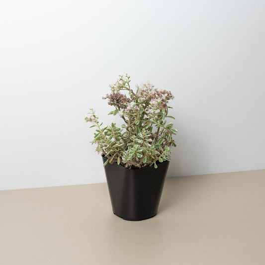 Sedum Tricolor by House Plant Shop