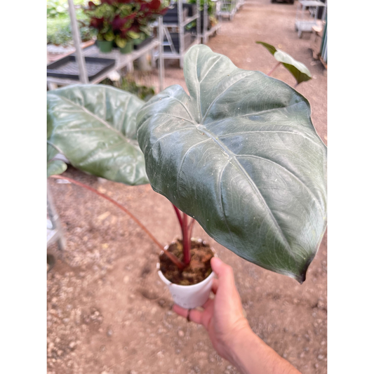 Alocasia Yucatan Princess - 4" Pot by House Plant Shop