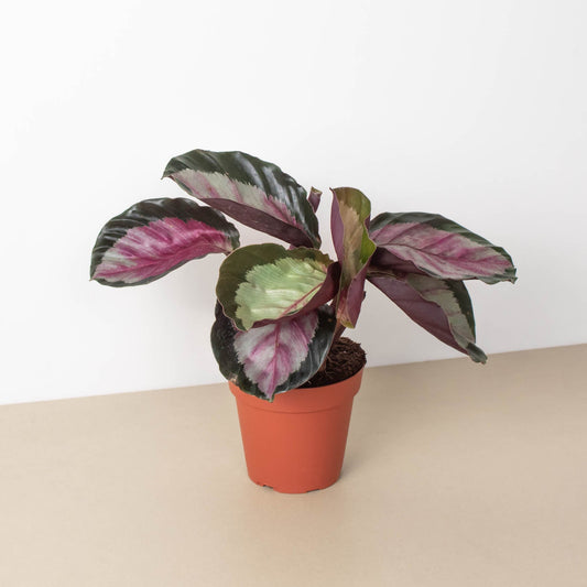 Calathea roseopicta 'Silvia' by House Plant Shop