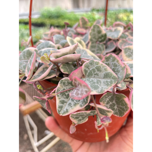 String of Hearts Variegated by House Plant Shop