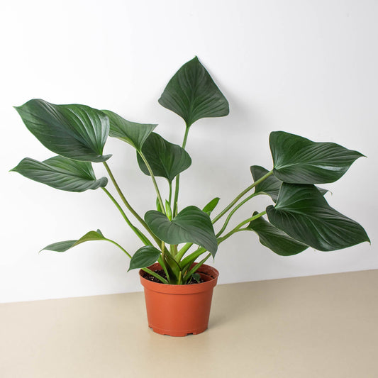 Homalomena 'Emerald Gem' by House Plant Shop