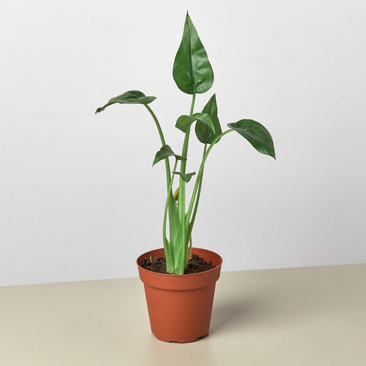 Alocasia 'Tiny Dancer' - 4" Pot by House Plant Shop