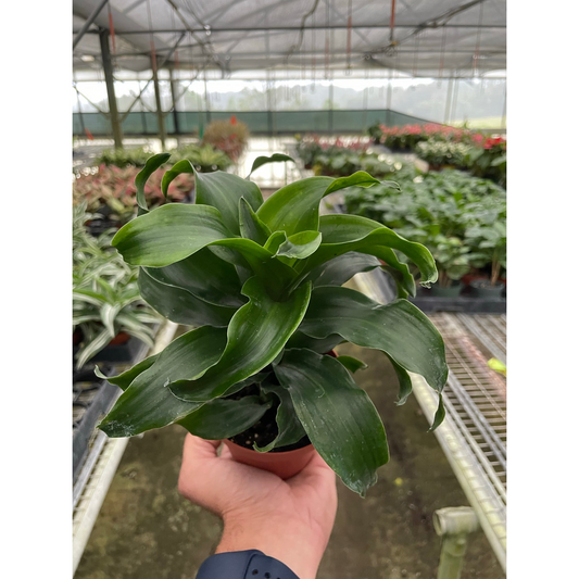 Dracaena 'Twister' by House Plant Shop