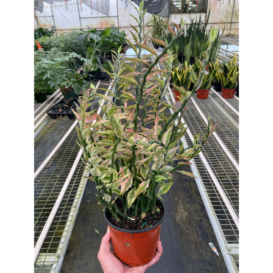 Variegated Devil's Backbone Euphorbia by House Plant Shop