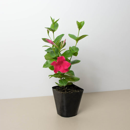 Dipladenia Premier Hot Pink by House Plant Shop