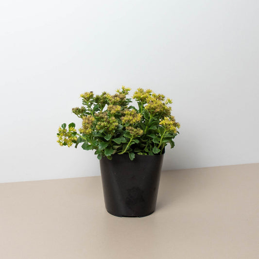 Sedum Little Miss Sunshine by House Plant Shop