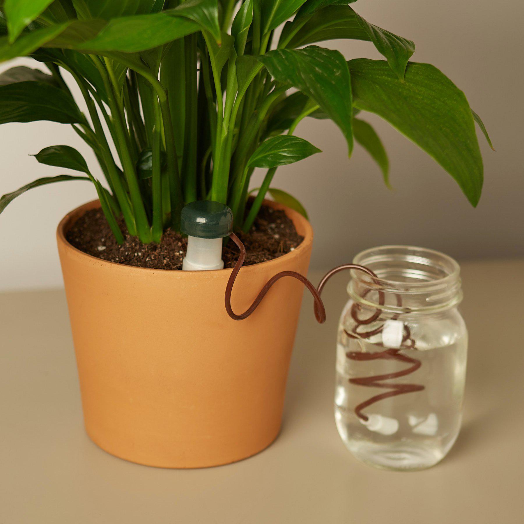 Automatic Plant Waterers - House Plant Shop