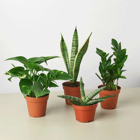 Easy Care Variety Bundle - House Plant Shop