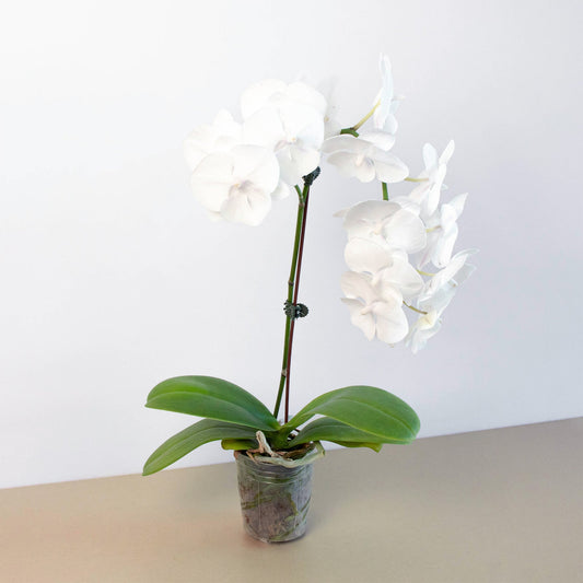 Orchid 'White Phalaenopsis' by House Plant Shop