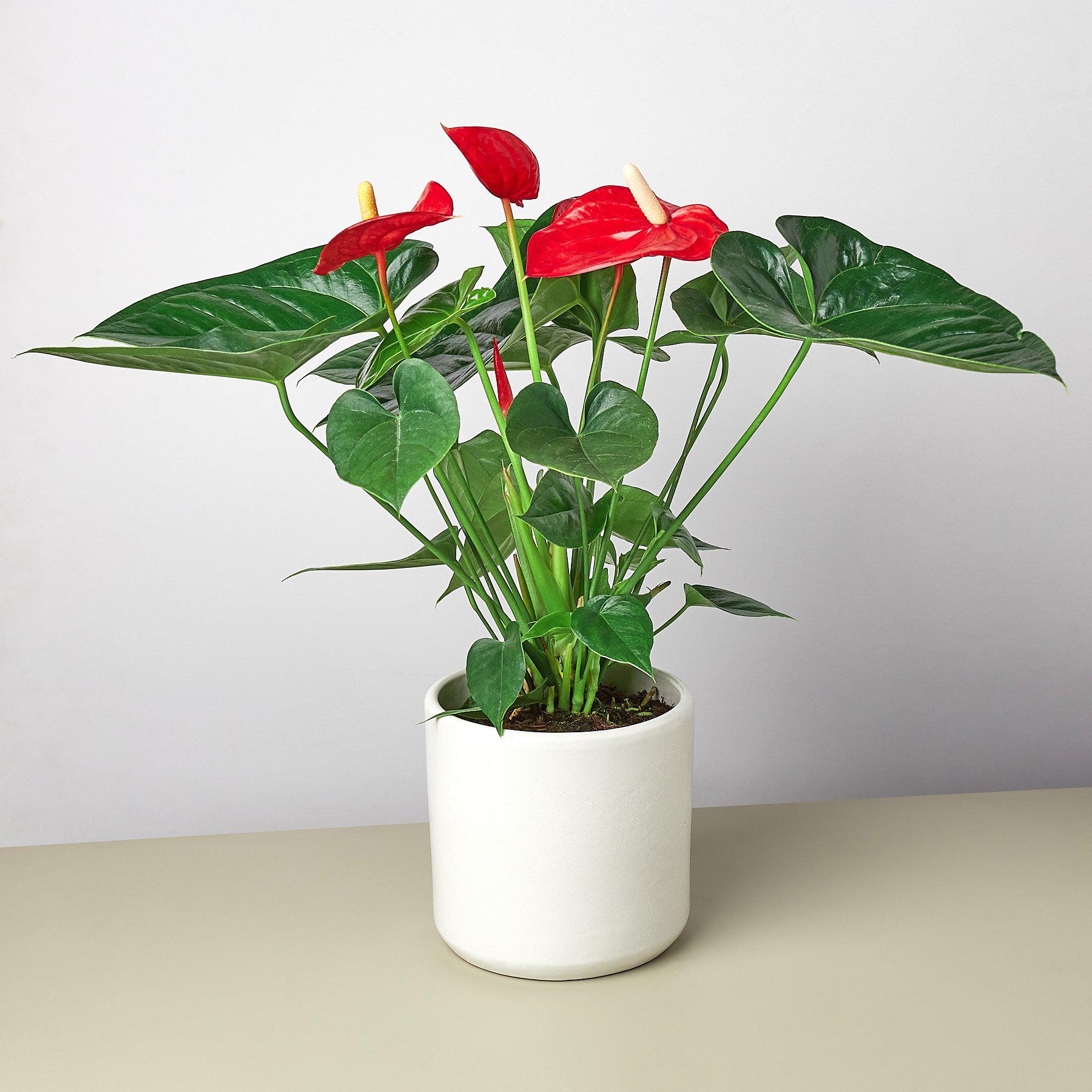 Anthurium 'Red' - House Plant Shop