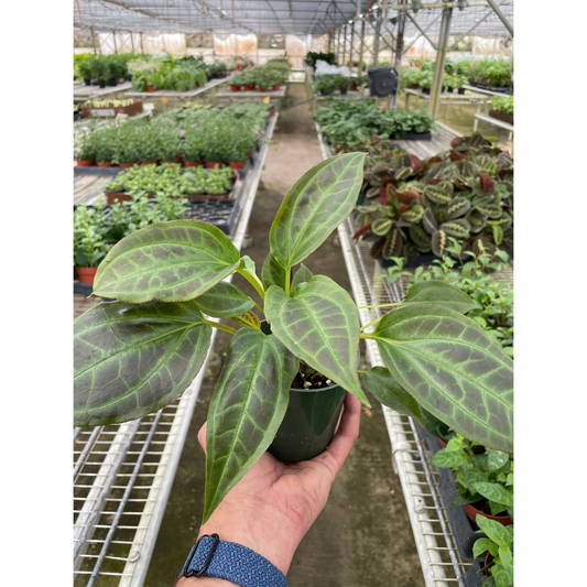 Monolena 'Primuliflora' by House Plant Shop