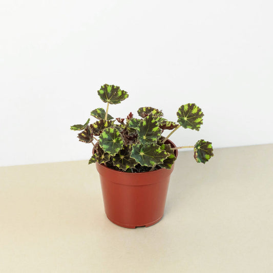 Begonia Tiger Paws - 4" Pot by House Plant Shop