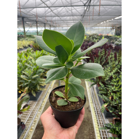 Clusia 'Princess' (Autograph Plant) by House Plant Shop