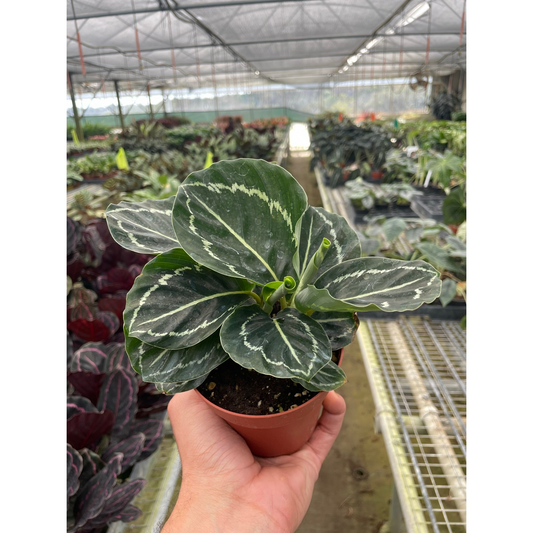 Calathea 'Green Goddess' by House Plant Shop