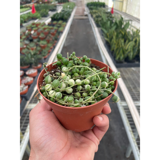 Succulent 'String of Pearls' Variegated by House Plant Shop