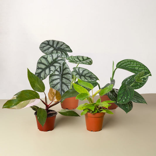 Rare Plant Bundle by House Plant Shop