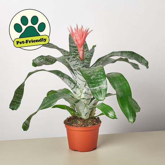 6" potted Bromeliad silver vase