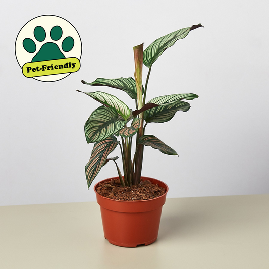 Calathea 'White Star' - 4" Pot - House Plant Shop